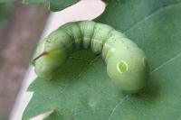 Hippotion celerio