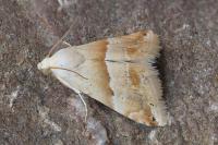 Eublemma parva