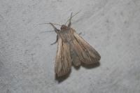 Leucania comma