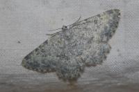 Charissa glaucinaria