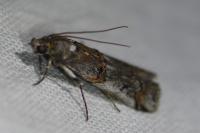 Pempelia palumbella