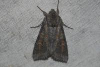 Polia bombycina