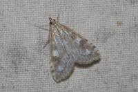 Udea olivalis