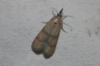 Hypochalcia ahenella