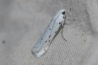 Myelois circumvoluta