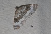 Epirrhoe rivata