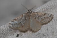 Eumannia oranaria