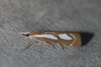 Catoptria mytilella