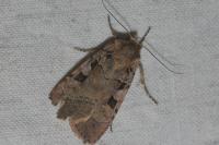 Xestia ditrapezium
