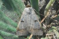 Lygephila lusoria