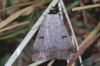 Lygephila lusoria