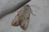 Apamea lithoxylaea