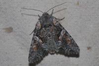 Lacanobia contigua