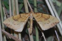 Gandaritis pyraliata