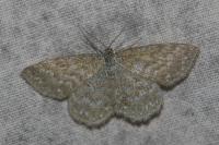 Scopula immorata