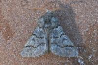 Thaumetopoea pinivora