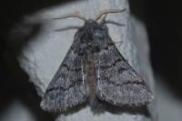 Thaumetopoea pinivora