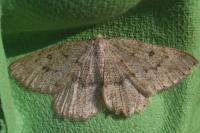 Yezognophos serotinaria serotinoides