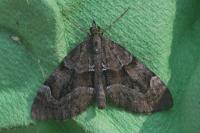 Epilobophora sabinata