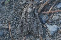 Dichagyris signifera