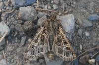 Sideridis reticulata