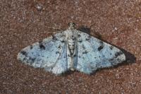 Alcis jubata