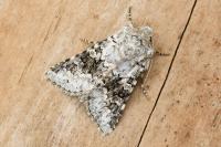 Hecatera bicolorata