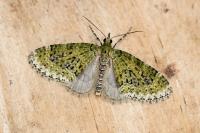Acasis viretata