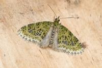 Acasis viretata