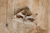 Dysgonia algira
