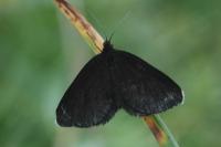 Odezia atrata