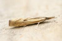 Agriphila inquinatella