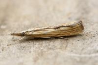 Agriphila inquinatella
