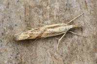 Agriphila inquinatella