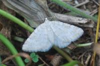 Perizoma albulata