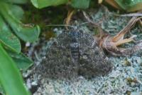 Psodos canaliculata