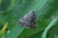 Orenaia alpestralis alpestralis