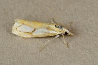 Catoptria pinella