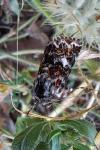 Anarta myrtilli