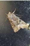 Oligia