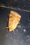 Heliothis peltigera