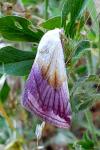 Eublemma purpurina