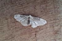 Idaea filicata
