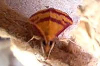 Pyrausta sanguinalis