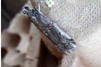 Pempelia palumbella