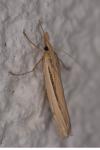 Ancylolomia tentaculella