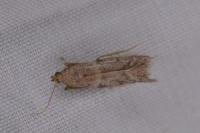 Ephestia
