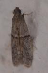 Ephestia