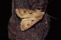 Agrotis exclamationis exclamationis