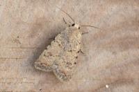 Caradrina clavipalpis